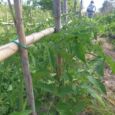 pomodori-bio-orto