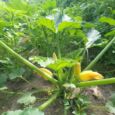 zucchine-bio-orto